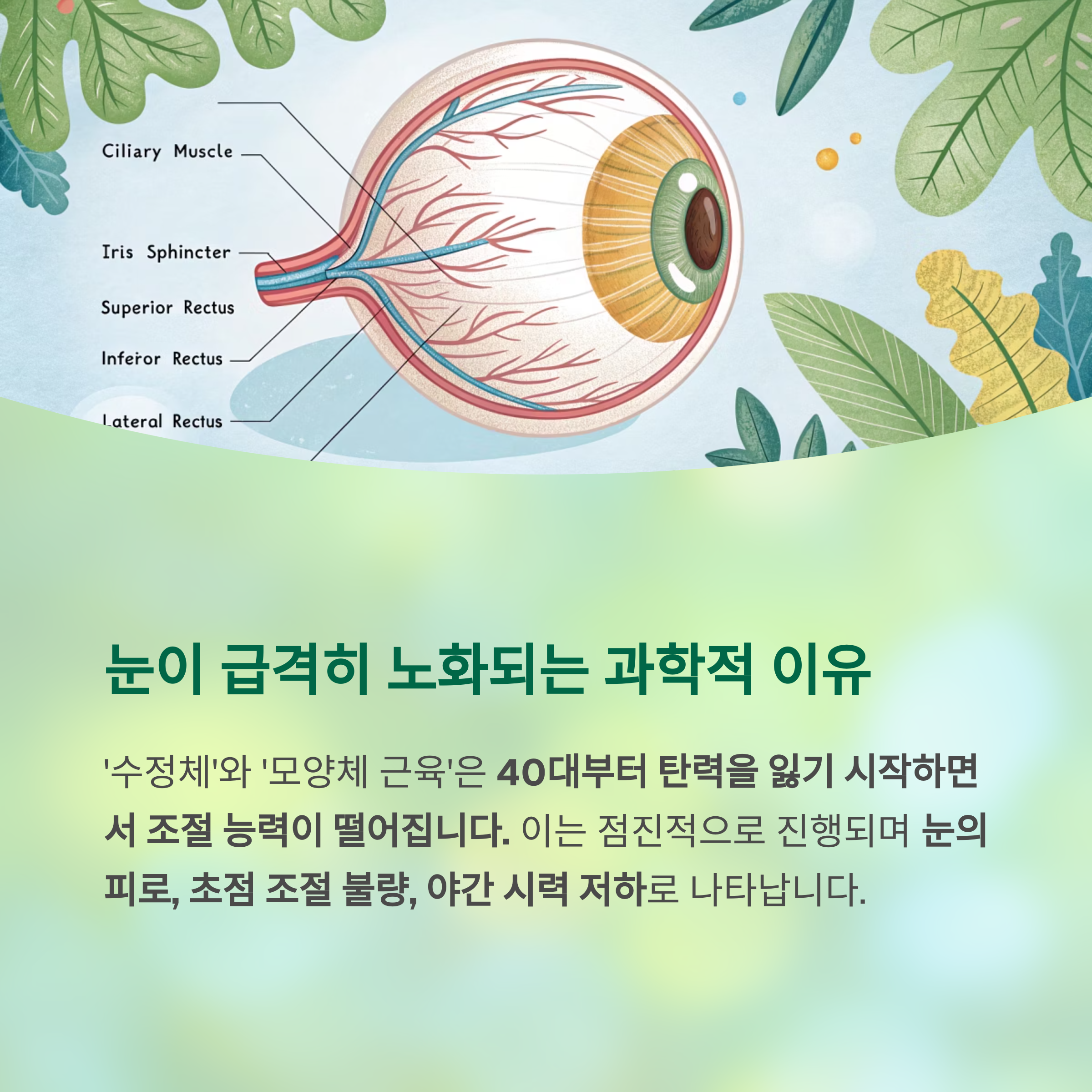 40대부터 무너지는 눈 건강, 지금 시작되는 시력 저하의 경고 - 시력 저하와 안구질환, 왜 40대부터 급격히 늘어날까요? - 40대, 눈이 급격히 노화되는 과학적 이유 40대부터 무너지는 눈 건강, 지금 시작되는 시력 저하의 경고 - 시력 저하와 안구질환, 왜 40대부터 급격히 늘어날까요? - 40대, 눈이 급격히 노화되는 과학적 이유