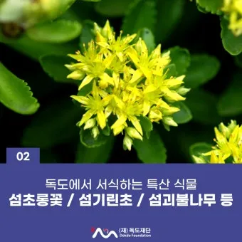 우리나라 특산식물 댕강나무와 댕강나무 꽃말 꽃댕강나무_16