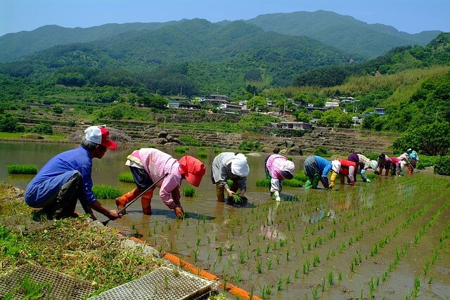 망종 풍속과 행사