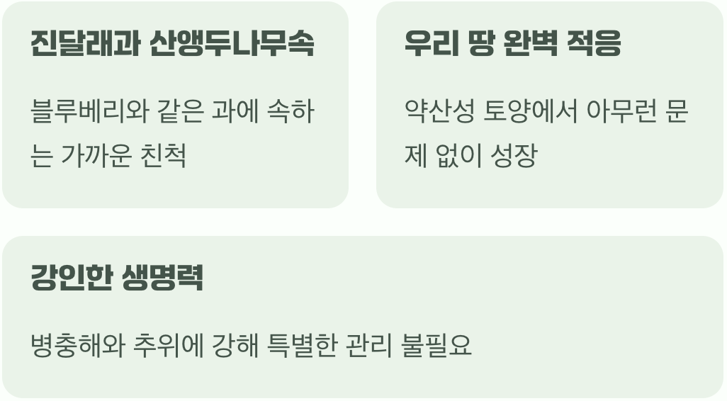 우리 땅의 진짜 블루베리