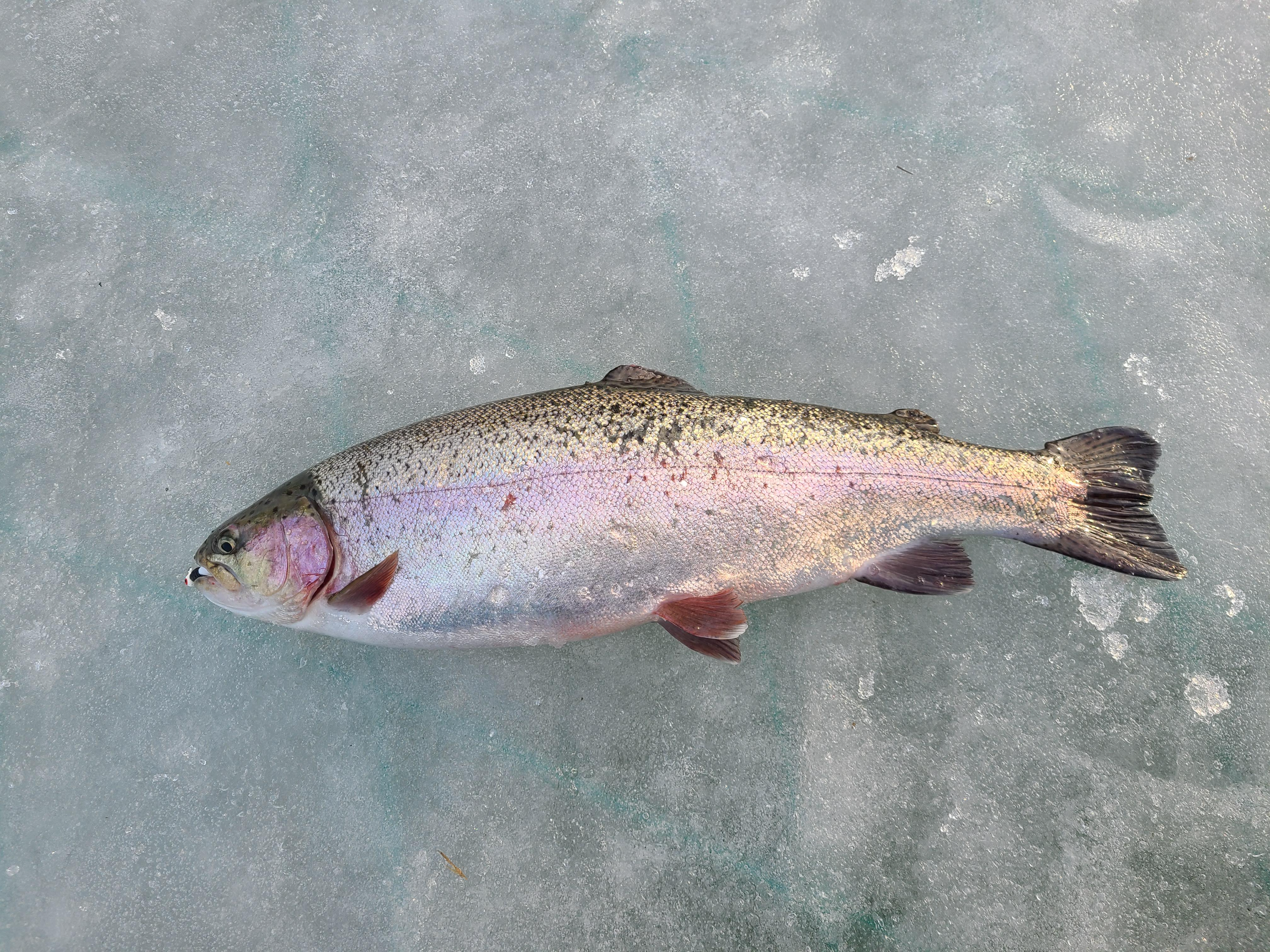 얼음위에 놓인 송어