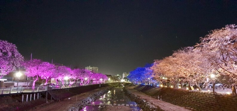 금산 금산천 벚꽃길