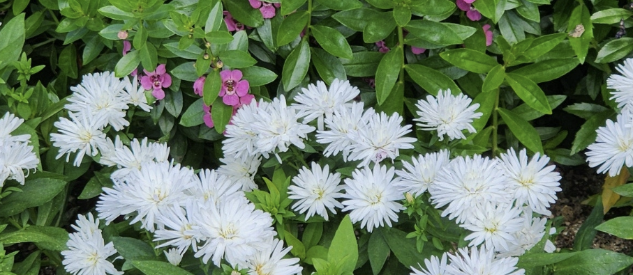 Alt 속성 문제 해결 설명 이미지