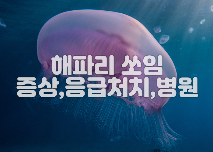 해파리 이미지3