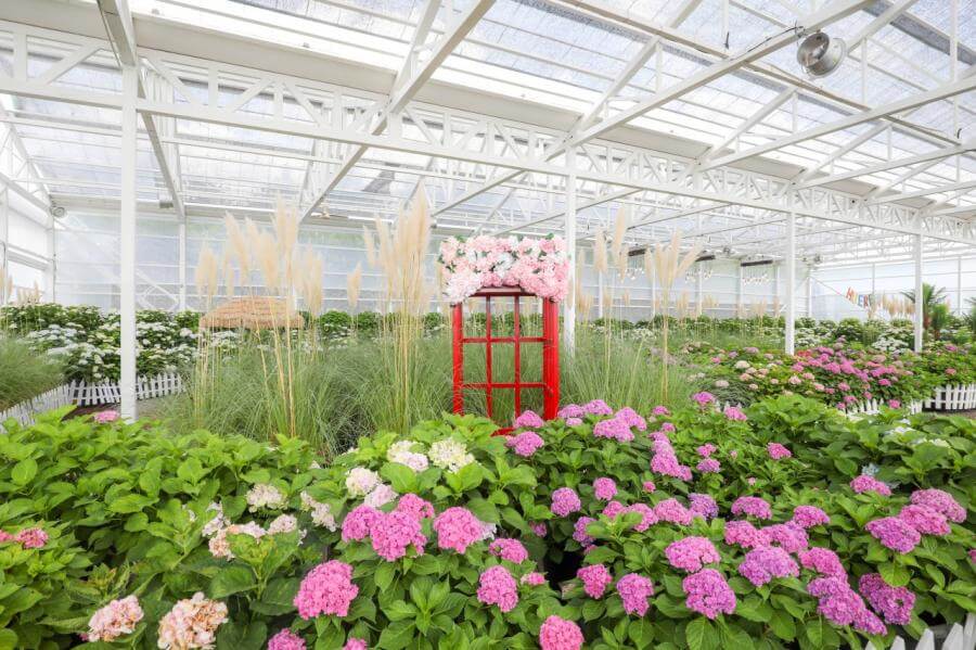 휴애리핑크뮬리축제