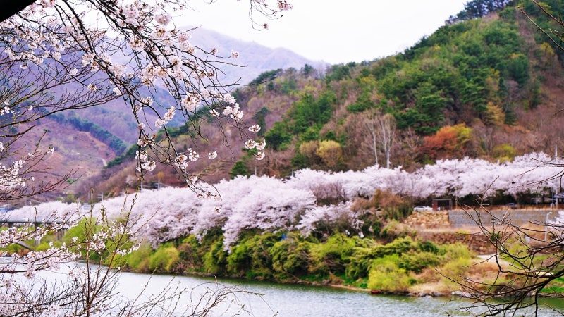 2025년 구례 300리 벚꽃축제