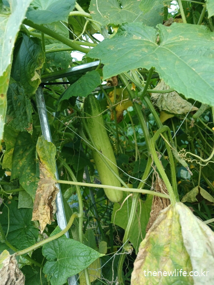 넝쿨 사이로 길게 자란 오이의 깨끗한 표면과 주변의 자연광 장면-오이효능-피부 진정 &amp; 미백 효과에 적합한 오이 예시