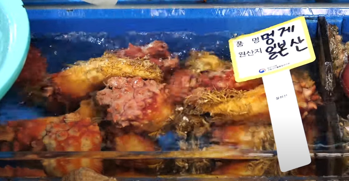 한국산 국내산 멍게 일본산 구별 구분 방법