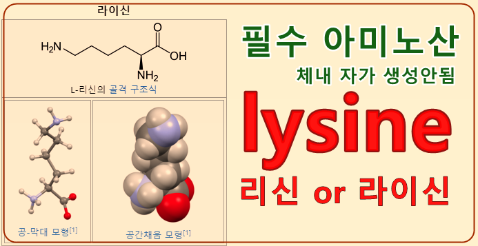 리신 &#44; 라이신 lysine