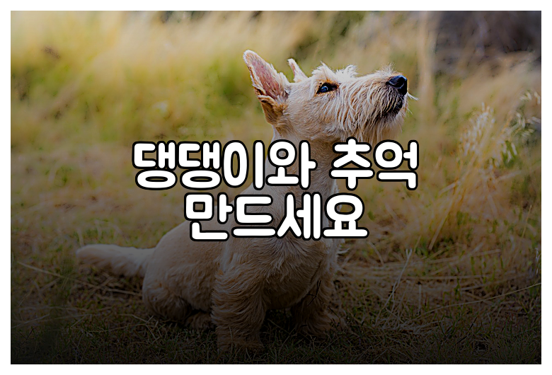 댕댕이와 추억 만드세요