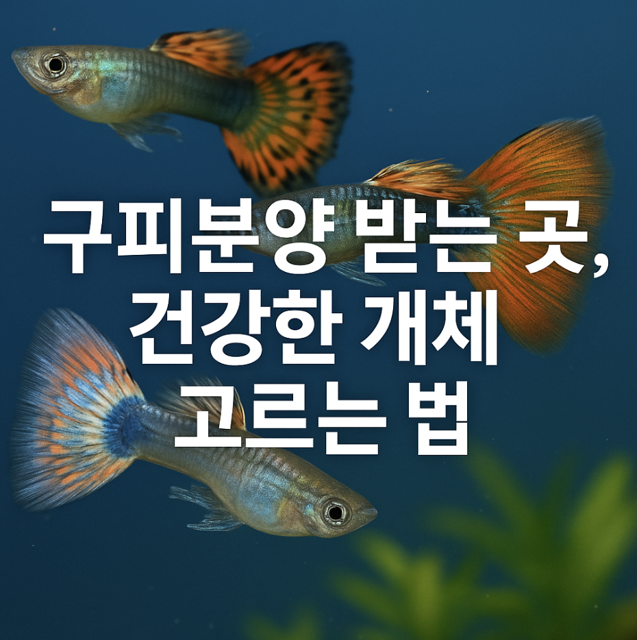 구피분양 받는 곳, 건강한 개체 고르는 법