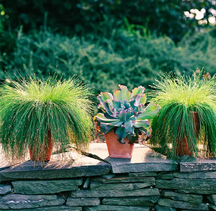 경관을 아름답게 꾸미기에 완벽한 조경 식물 잔디