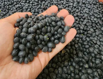 서리태 효능 먹는법 영양성분_20