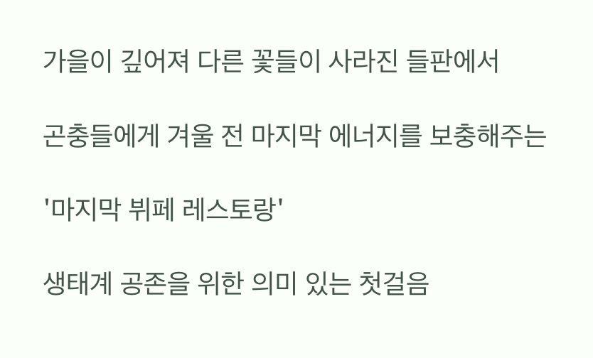 벌과 나비들의 마지막 만찬