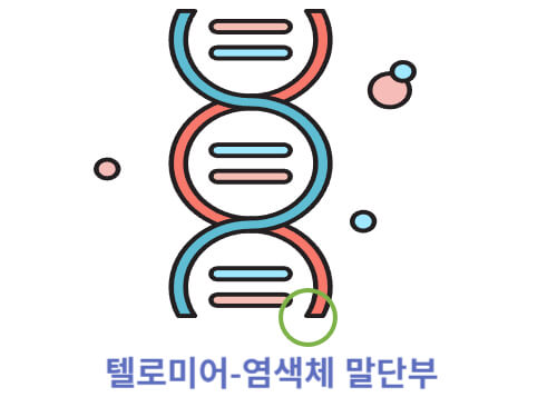 텔로미어