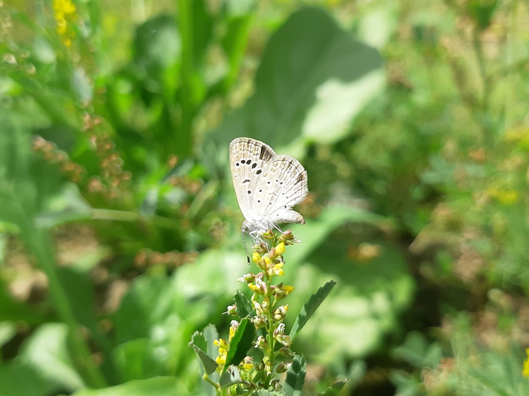 Identification