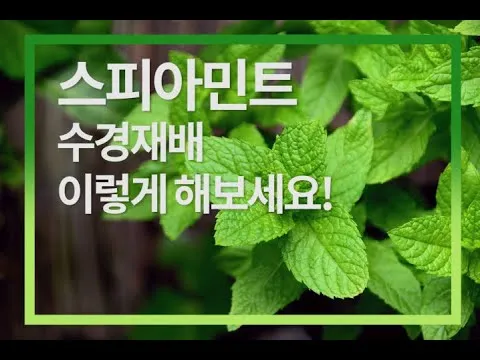 민트 재배 수경 재배 물 갈이 뿌리 번식_1