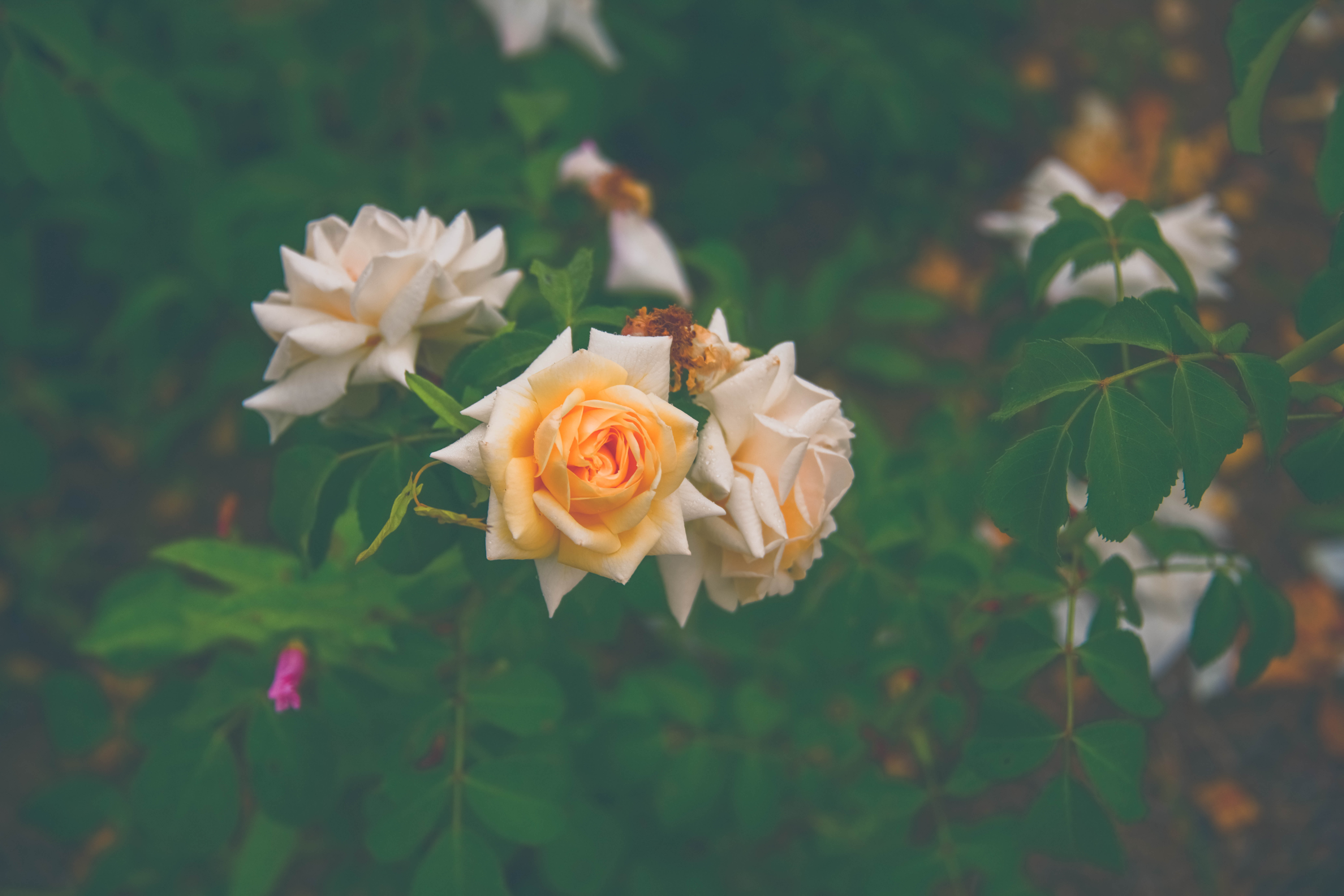 인천대공원 장미원