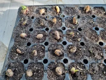 땅콩 심는 시기 수확시기 모종 파종_15