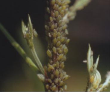 싸리볼록진딧물