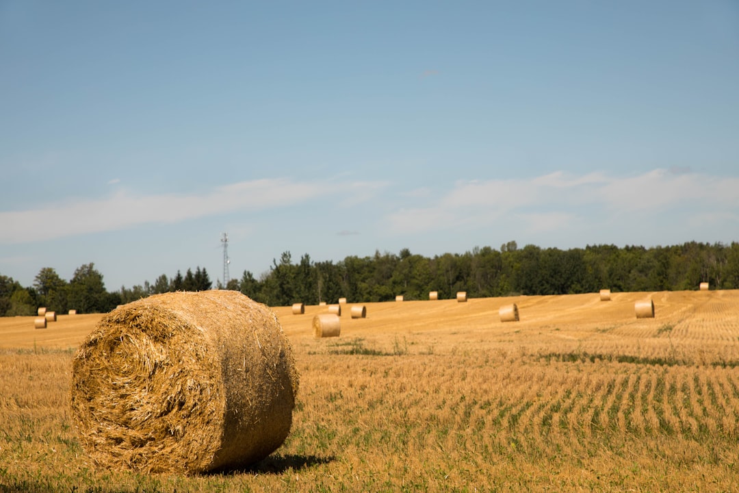 Farmland