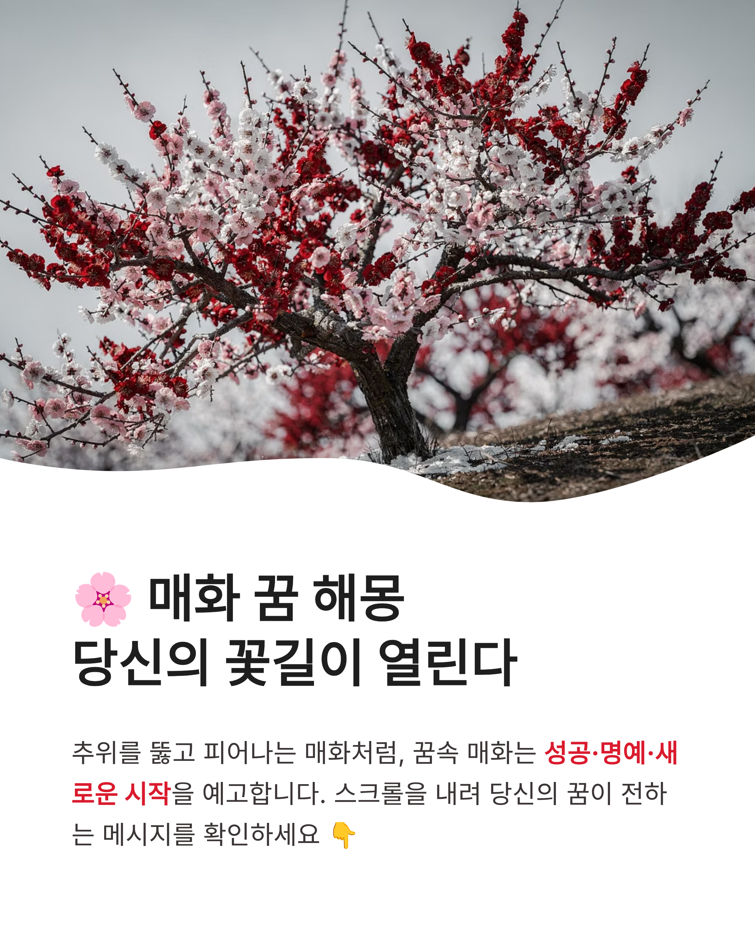 🌸 매화 꿈 해몽 , 하얀 매화꿈, 색깔별 매화꿈, 매화 태몽꿈 완벽정리
