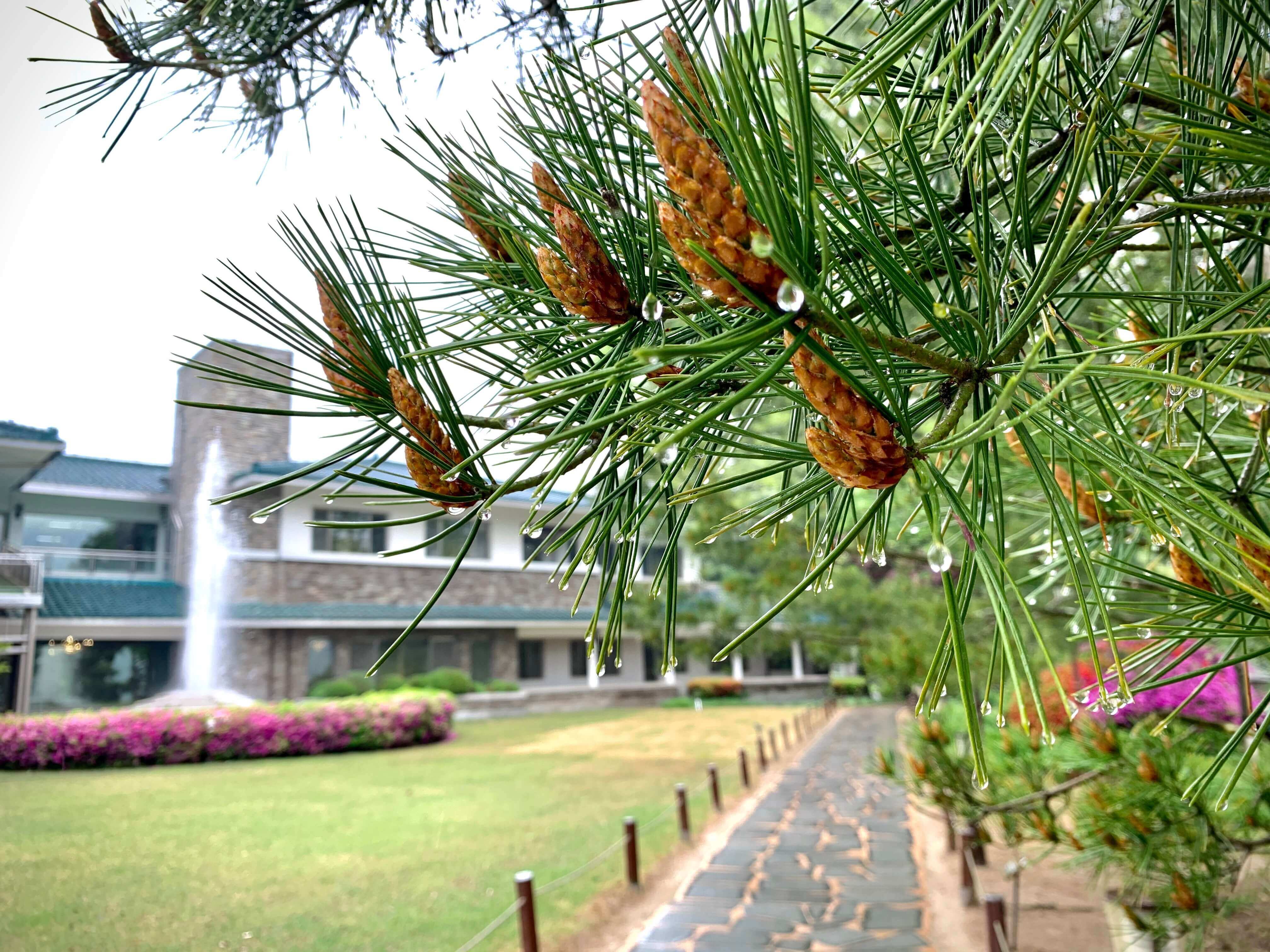 청남대 봄꽃축제 영춘제