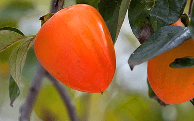나무에 잘 익은 커다란 홍시 2개가 매달려 있다. 끝부분이 날렵하고 껍질은 주황색이다.