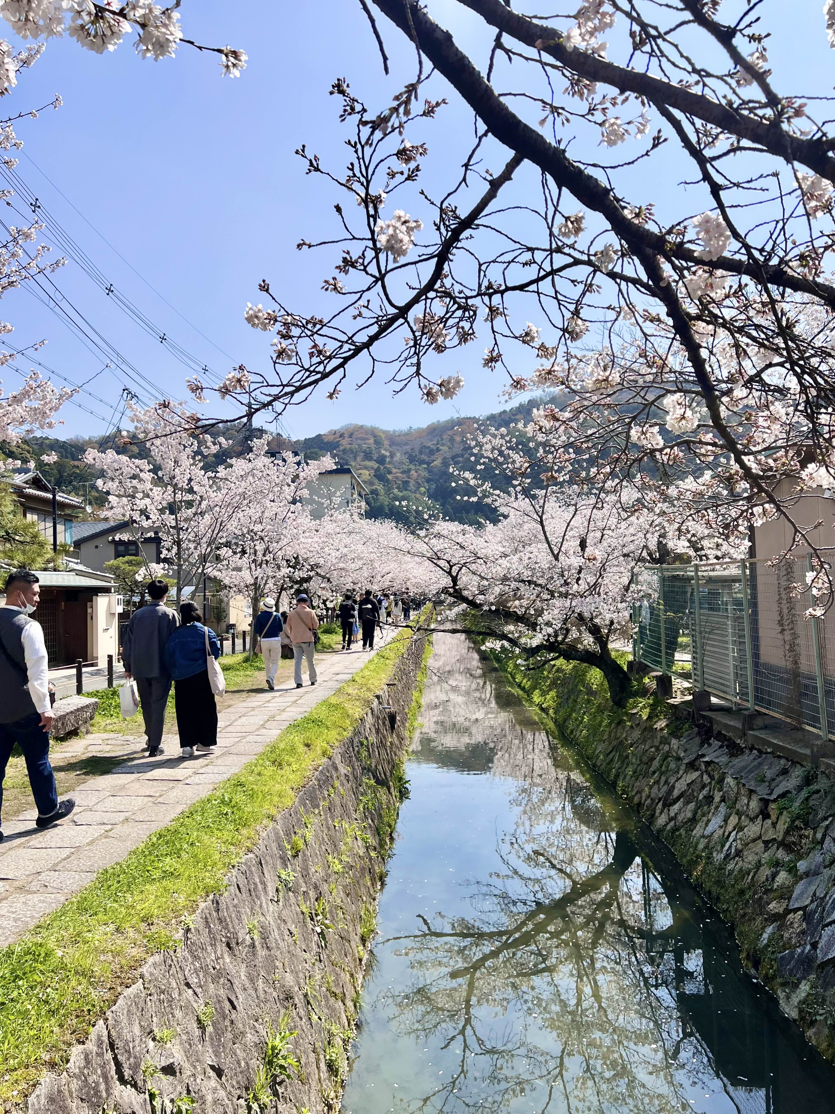 2023 은각사 철학의길 벚꽃