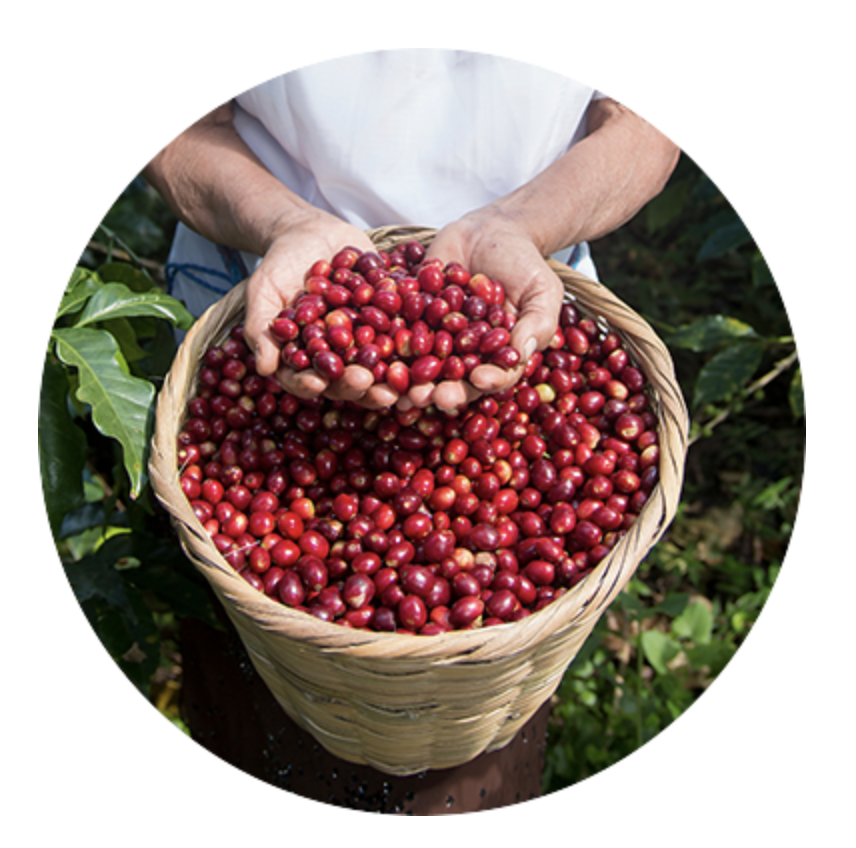 텐퍼센트커피 창업 품질 경쟁력