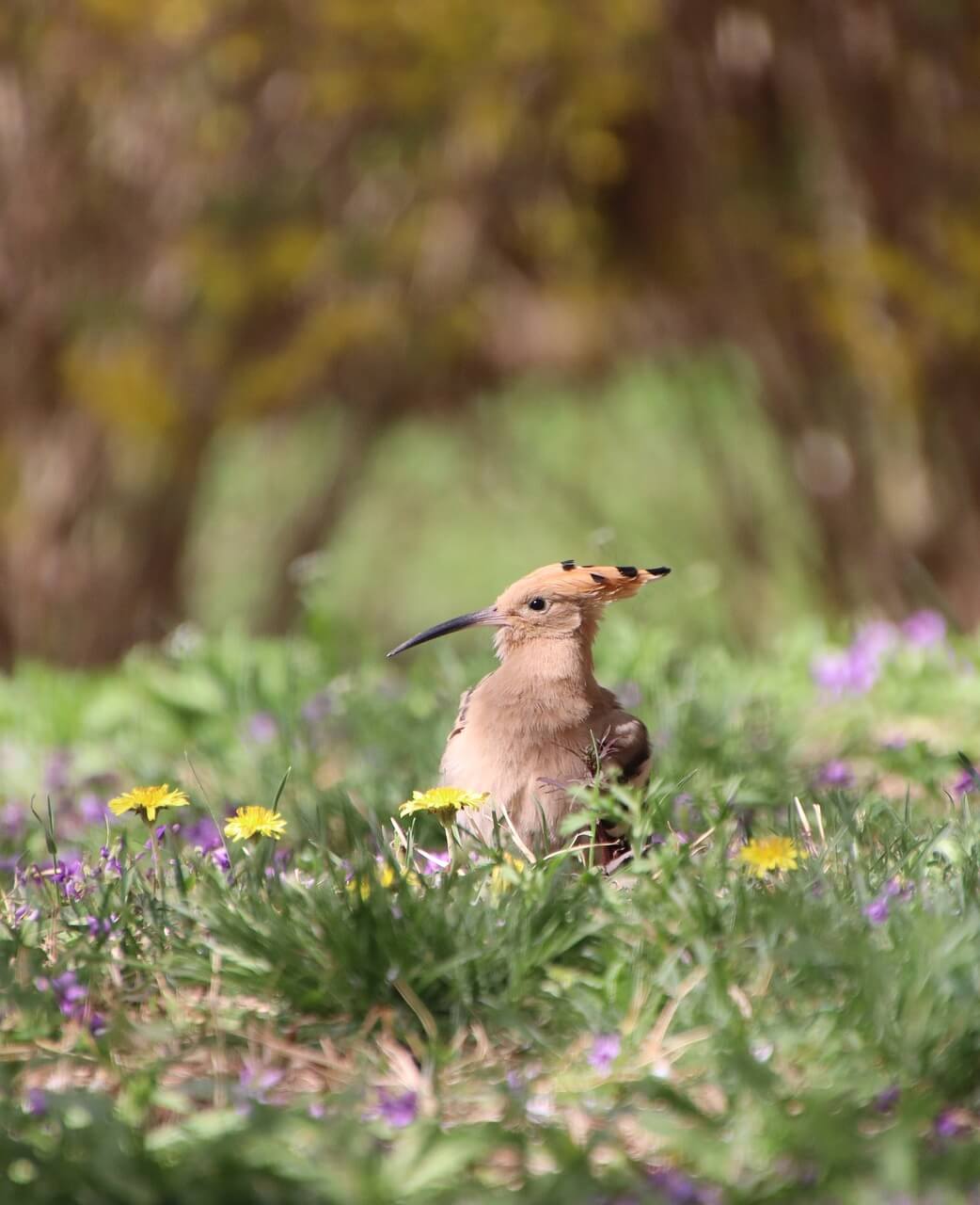 후투티의 부리 형태와 지면 탐색에 적합한 구조