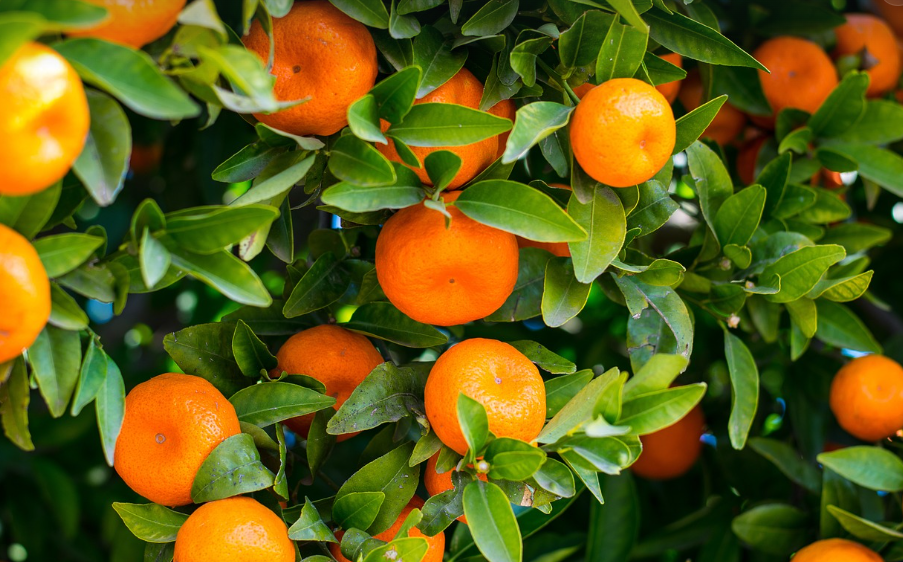 오렌지 전쟁 : 이탈리아의 역사적인 싸움
