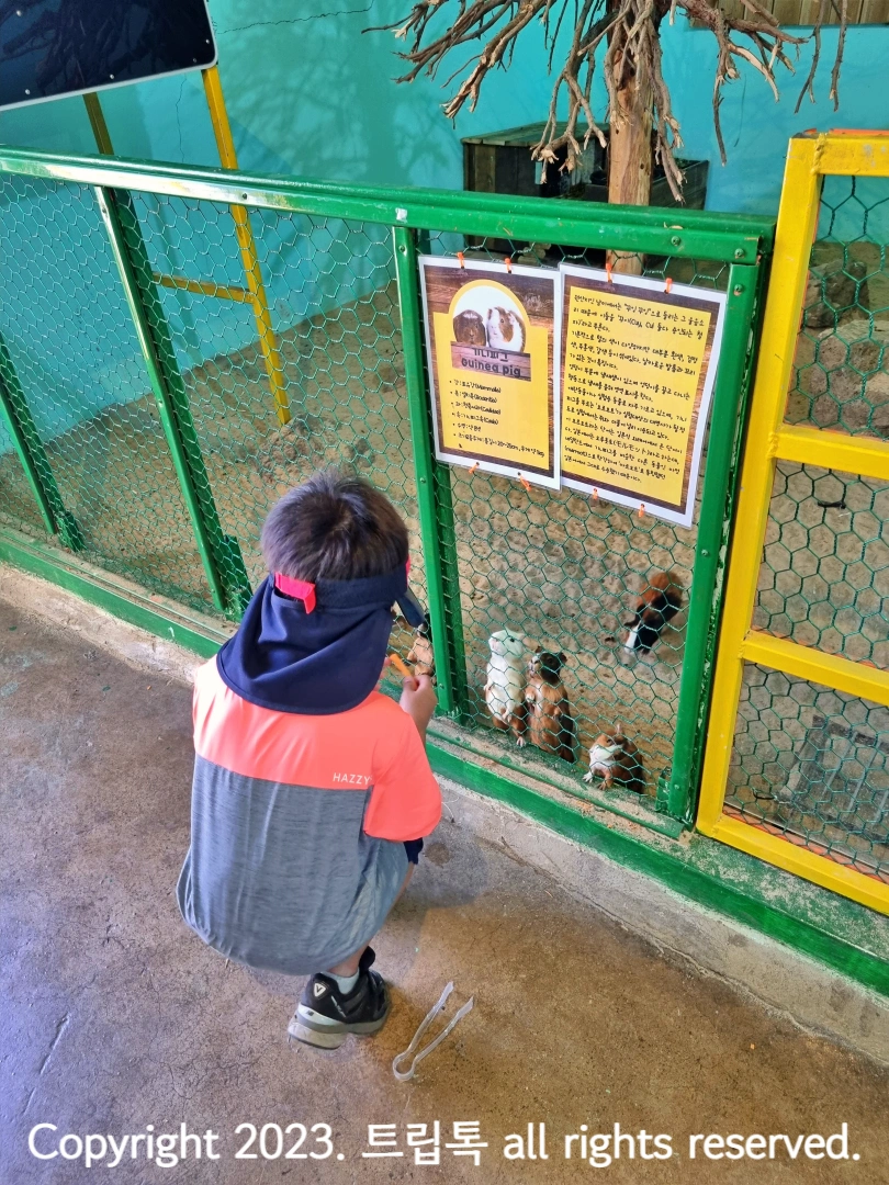 아이가 당근을 들고 있고 미니피그가 두발로 서서 먹이를 바라본다