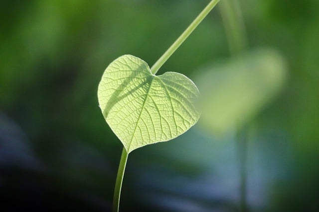 친환경 보일러 지원사업