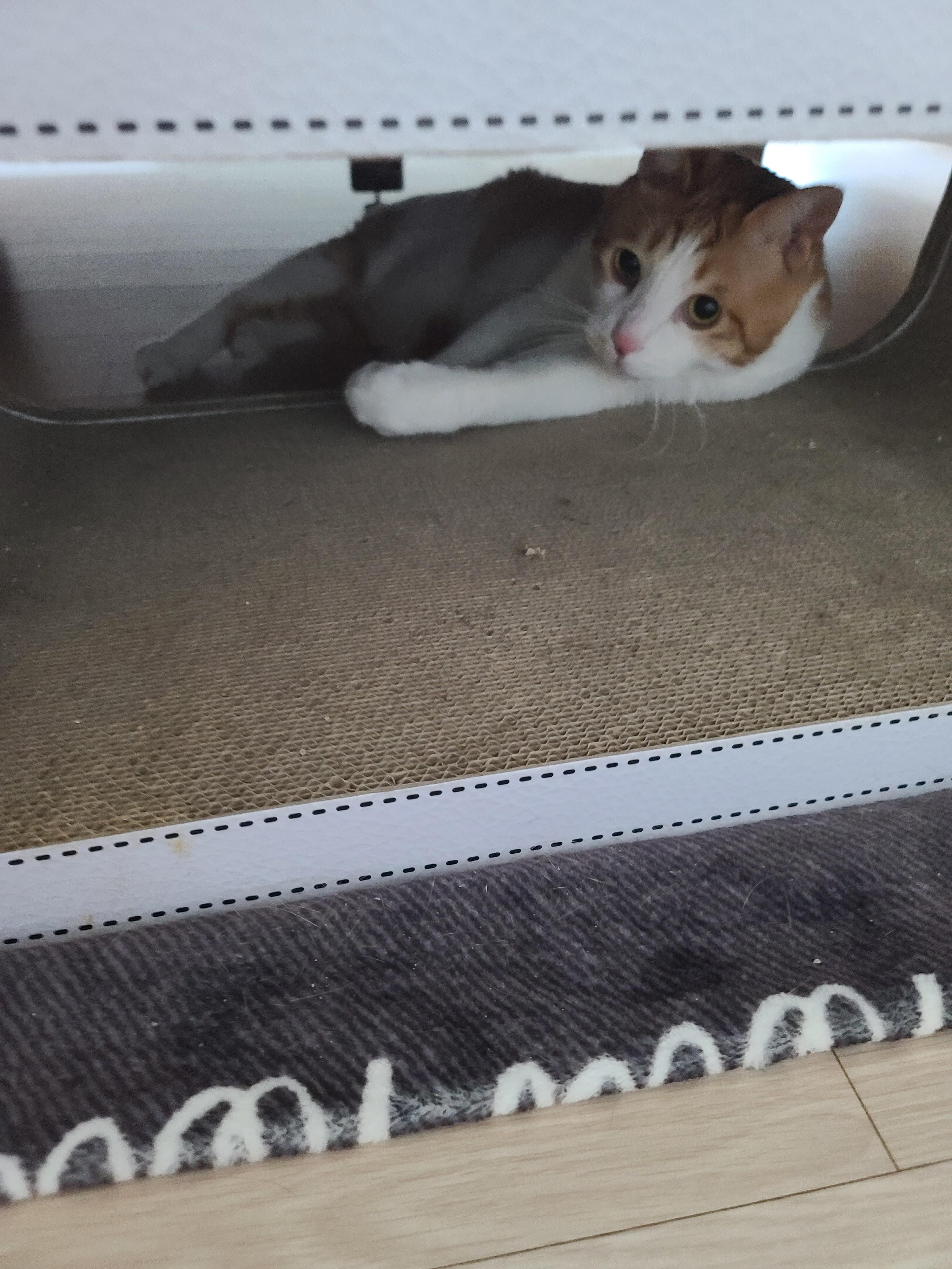 비오는 날 아침. 퇴원한 호야 컨디션 체크를 위해 시작된 사냥놀이.