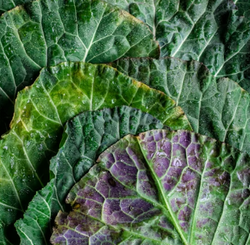 만성 췌장염에 좋은 음식 영양제 식단