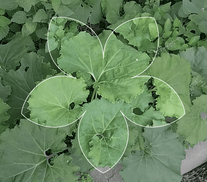 화초이름 찾기 방법