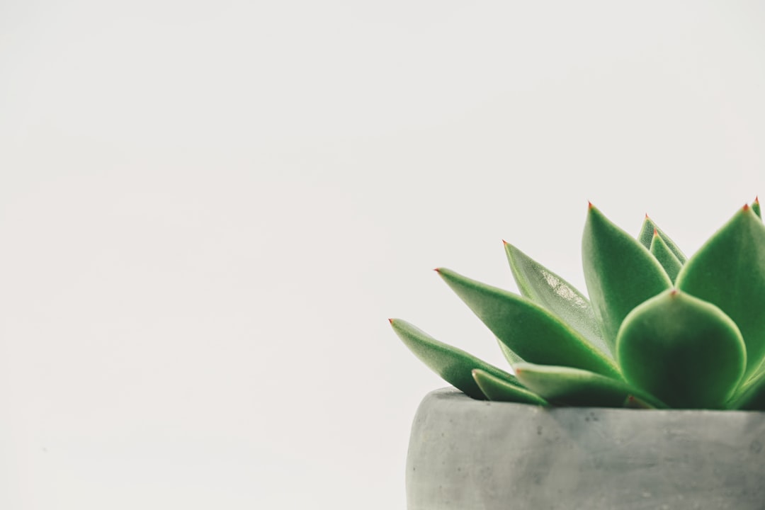 Plant.