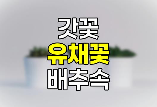 갓꽃과 유채꽃의 차이점과 배추속 식물 종류 및 특징 완벽 정리