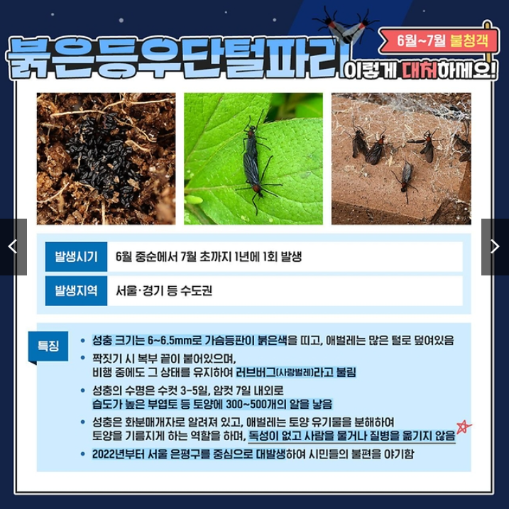 러브버그 발생시기와 지역 및 특징