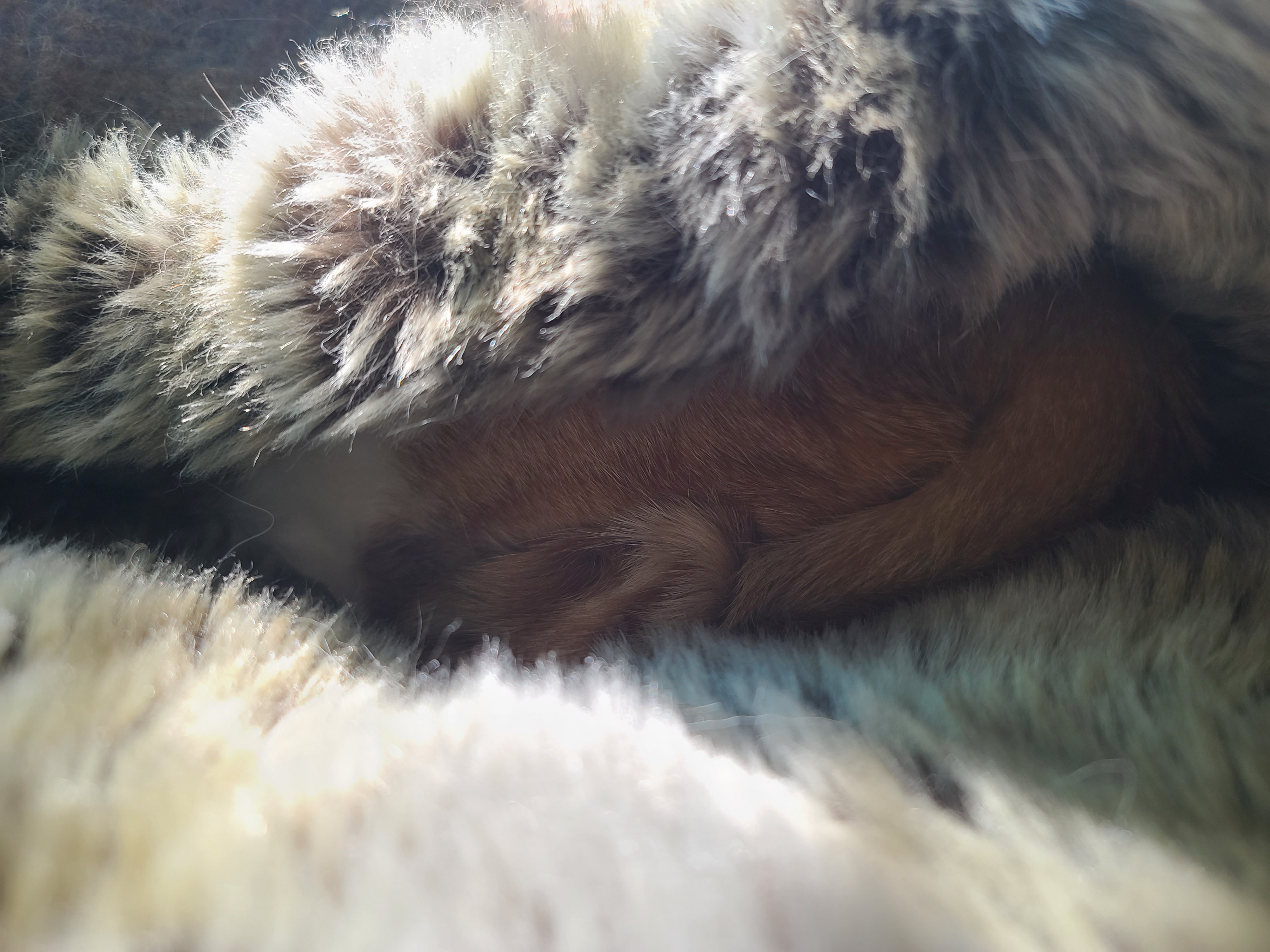 날이추워지니 고양이들 방석이 인기가 많아졌다 (feat.터래기방석)