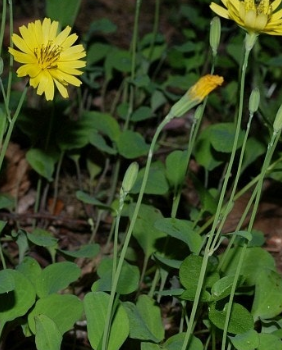 씀바귀 효능과 부작용 먹는법 고르는법