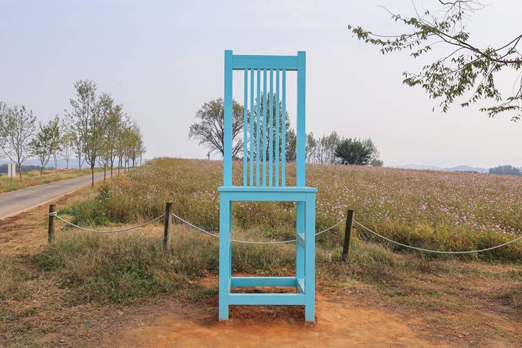 안성팜랜드 코스모스 꽃구경