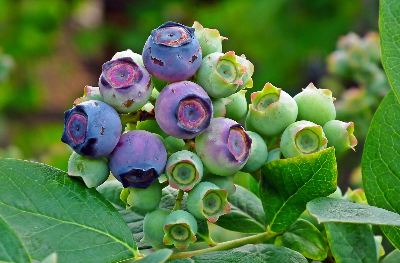 빌베리 효능, 부작용, 먹는 법 알아보기