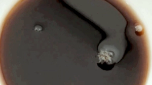 흑도라지 부작용