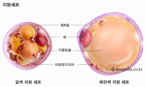 지방 세포