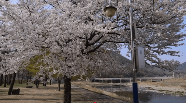 경북 고령 신촌유원지 캠핑장