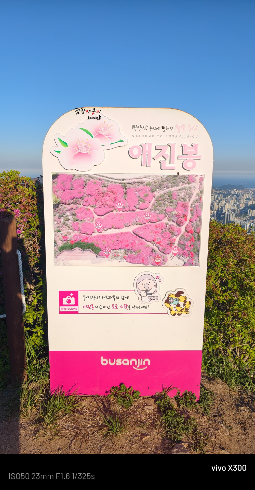 백양산 애진봉 철쭉군락지에 남아 있는 분홍 철쭉꽃