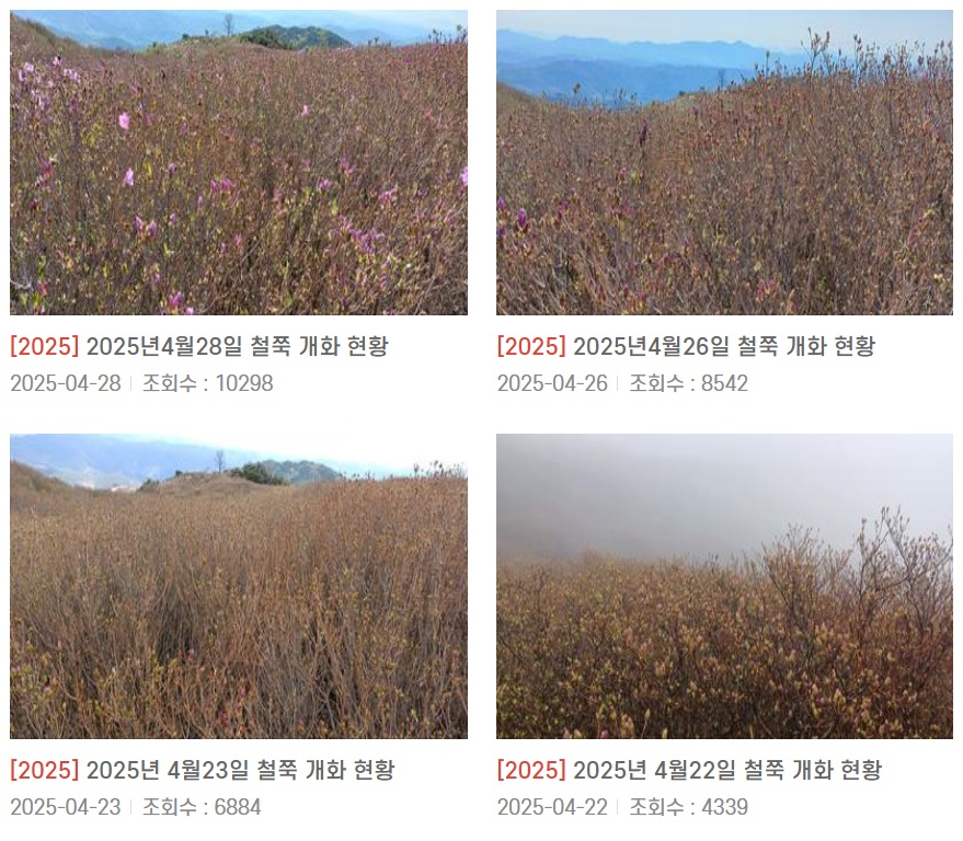실시간 철쭉 개화 상황