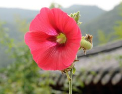  접시꽃 효능